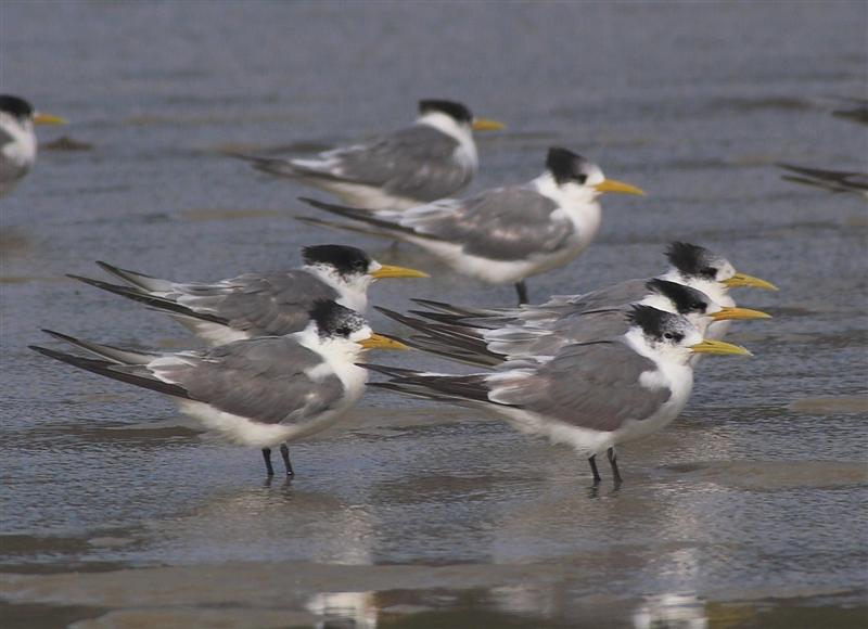 Birds in Tasmania: April 2006